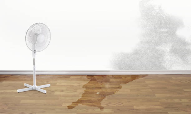 Best Water damage restoration experts  in Robinson, IL